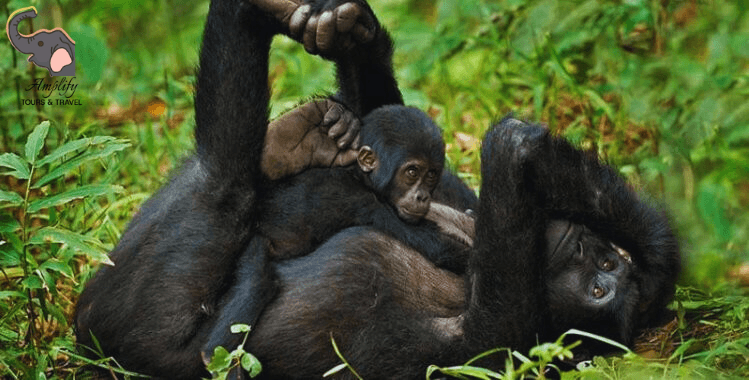 Gorilla Trekking – Into the Impenetrable Forest