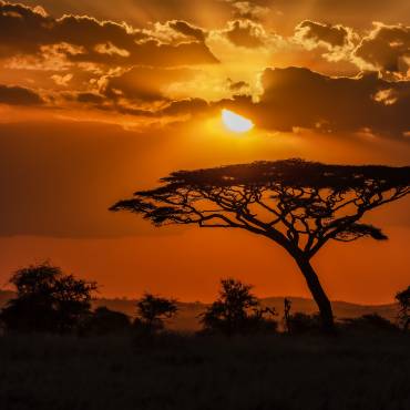 The mesmerizing view of the silhouette of a tree in the savanna plains during sunset